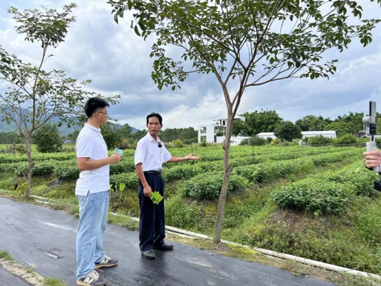 恩平首场农技知识大讲堂——恩平簕菜种植技术665.png