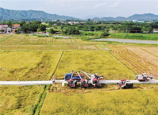 截至7月7日，全市抢收面积已超过早造播种计划的一半。图为开平市赤水镇沙洲村农民在抢收夏粮。